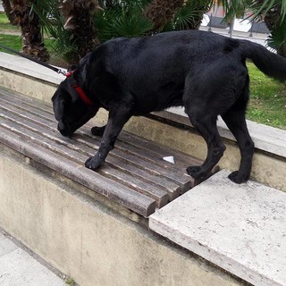 Cane antidroga nei vicoli ad Albenga, proseguono i controlli dei Carabinieri