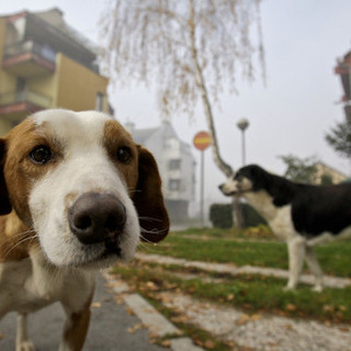 Ordinanza cani a Savona, l'Enpa crea una locandina da affiggere sulla vetrina del negozio &quot;Io non l’ho chiesta, cane sei il benvenuto&quot;