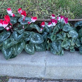 Borghetto S. Spirito, acquistati 200 ciclamini per sostenere la Campagna Nastro Rosa di Airc