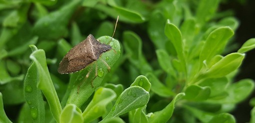 Torna l'invasione di cimici anche nel Savonese: i consigli per &quot;evitare l'intruso&quot;