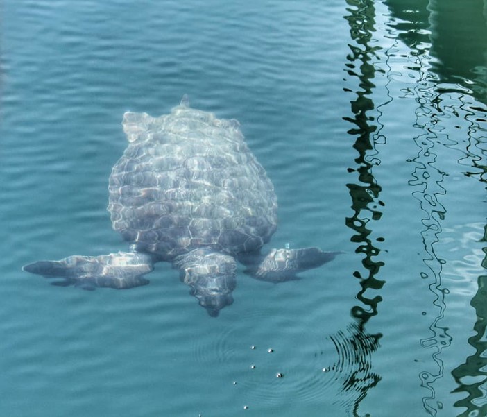 Nidi di Caretta Caretta: l’aggiornamento di Delfini del Ponente Aps