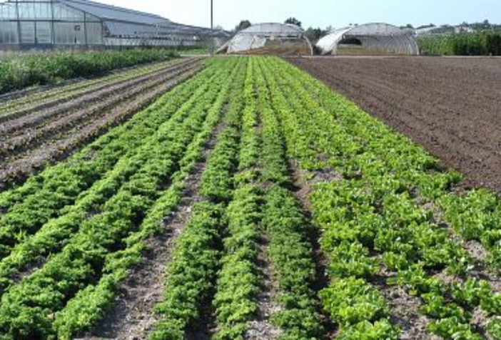 Dopo il maltempo, piovono richieste di soldi agli agricoltori: al 16 dicembre c'è l'Imu agricola