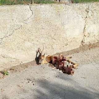 Borgio, capriolo sbranato in via Pian dei Rossi: la carcassa non lontano dalle case (FOTO)