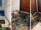 Albisola, cinghiale si intrufola in un condominio e spacca tutto per le scale: &quot;Non si fanno più problemi&quot; (FOTO)