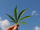 Coltivazione della cannabis: consigli per principianti