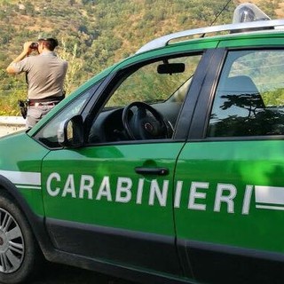 Zuccarello, taglio illecito di verde ornamentale: denunciati due cittadini albanesi