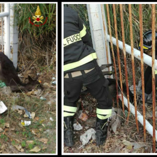 Spotorno, daino incastrato in un cancello: intervento dei vigili del fuoco