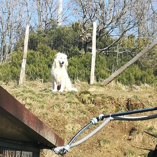 Diuk ha bisogno di una 'casetta': al via una raccolta fondi