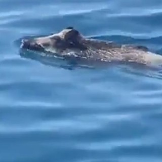 Camogli, un cinghiale a nuoto tra gli yacht, il video diventa virale