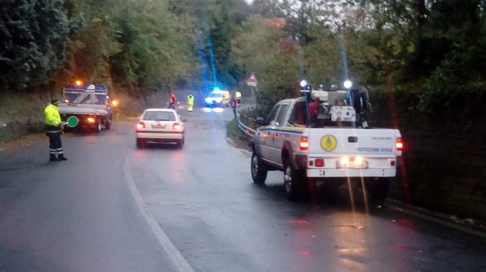 Stella, caduta albero in località Capannina: protezione civile al lavoro