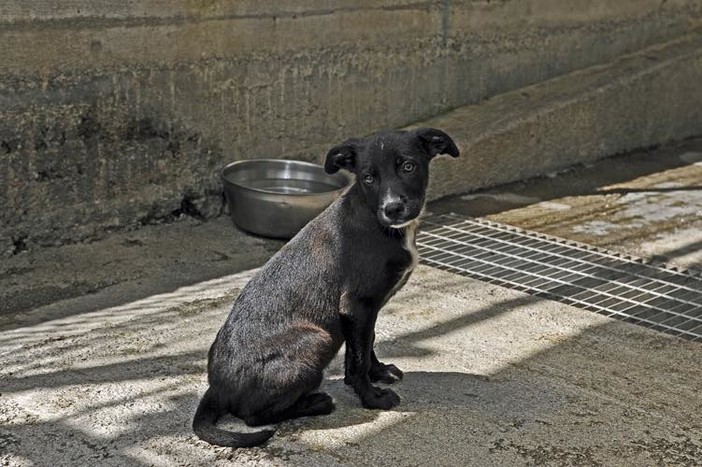 Cucciola rubata dal canile di Finale: &quot;Siamo esasperati, trasferiteci nella nuova struttura&quot;