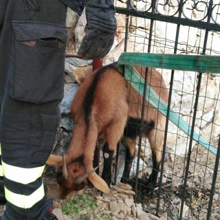 Capretta incastrata tra le sbarre di un cancello tra Alassio ed Albenga, salvata dai vigili del fuoco