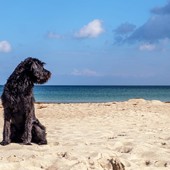 Celle, lanciata una petizione per richiedere una spiaggia con l'accesso ai cani