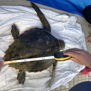 Ha problemi respiratori e non riesce a nuotare: tartaruga Caretta caretta salvata a Imperia