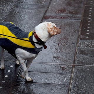 &quot;Cairo come Savona&quot;, l'Enpa chiede al sindaco di modificare l'ordinanza sulle deiezioni canine