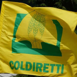 Cannabis, Coldiretti: &quot;Occorre immediata chiarezza per i cittadini e le aziende agricole&quot;