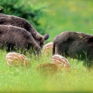 Al via caccia selezione ungulati in Provincia:&quot;Metodo cruento e inefficace&quot;