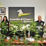 Coltiva marijuana in casa, denunciato un 54enne