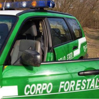 Corpo Forestale, Coisp: &quot;L'accorpamento con l'Arma non si deve fare, peggiorerà il servizio ai cittadini e mortificherà i diritti degli Operatori”