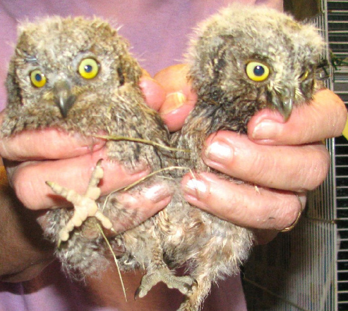 Vento pericoloso per la fauna selvatica: l'Enpa in soccorso dei piccoli volatili, ma la Provincia latita