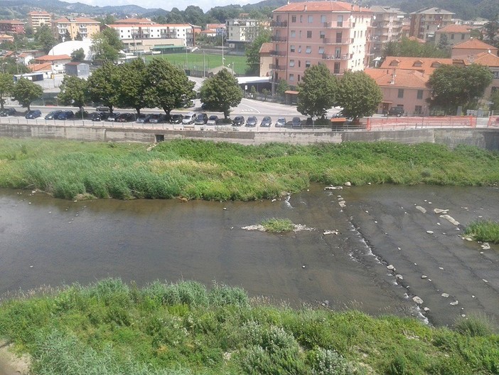 Capriolo al pascolo nel centro di Cairo Montenotte