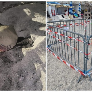 Anche a Pietra un nido di Caretta caretta: è il quinto caso dell'estate nel ponente ligure