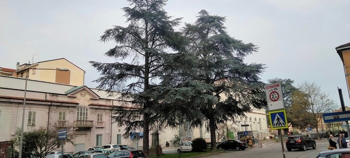 Cairo, nasce il comitato &quot;Salviamo gli alberi di piazza Abba&quot;: il Pd è pronto a raccogliere le firme