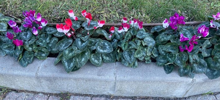 Borghetto S. Spirito, acquistati 200 ciclamini per sostenere la Campagna Nastro Rosa di Airc