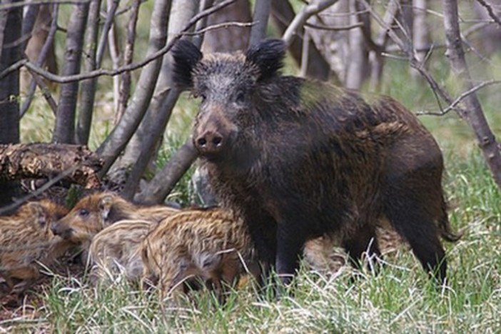 Domani riapre la caccia al cinghiale ma pende un ricorso al Tar (VIDEO)