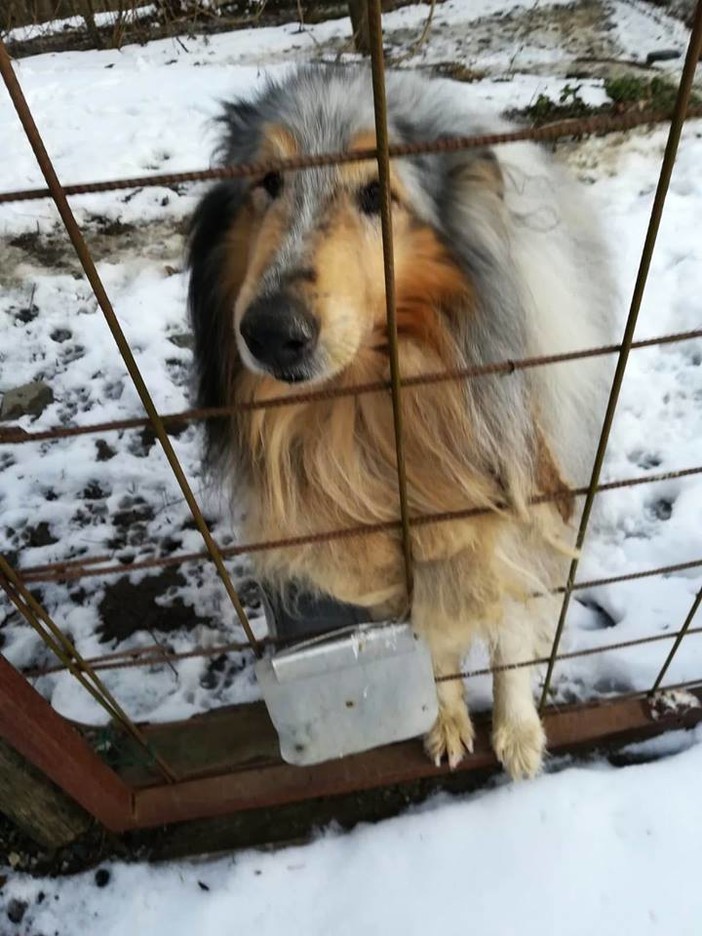 Una storia a lieto fine per i cinque cani di Bormida