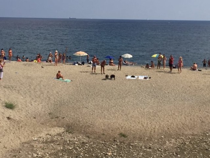 Savona, i cinghiali passeggiano vicino ai bagnanti