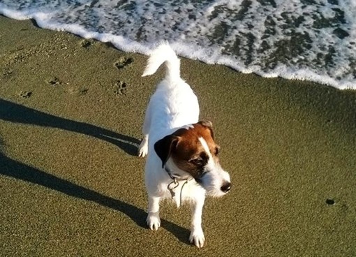 Savona, con il cane alla spiaggia libera di via Nizza, scatta la multa di 200 euro