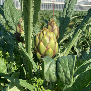 Il registro De-Co Albenga si arricchisce di un nuovo iscritto: Vio Andrea può usare il marchio sui carciofi