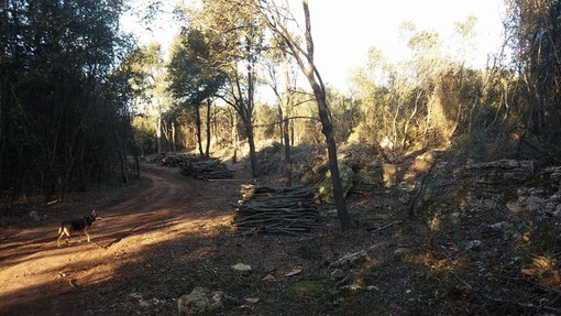 Finale Ligure, il Tar ferma il disboscamento di San Bernardino