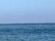 Lo spettacolo della natura, delfini avvistati a pochi metri dalla riva