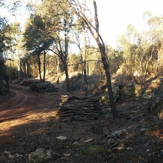 Finale Ligure, il Tar ferma il disboscamento di San Bernardino