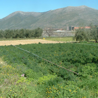 Savona: un censimento per capire il mondo dell'agricoltura