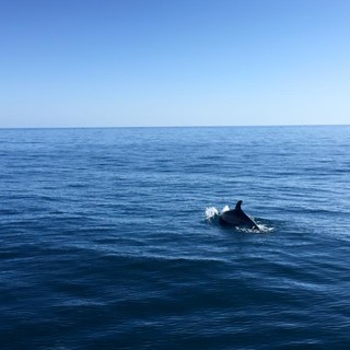 Cartolina dal mar Ligure: avvistati trenta delfini davanti a Varigotti