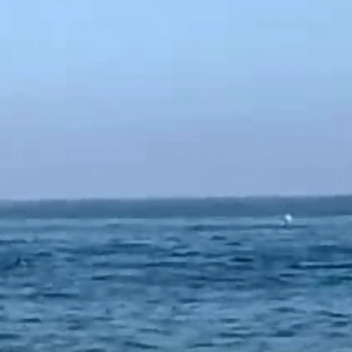 Lo spettacolo della natura, delfini avvistati a pochi metri dalla riva