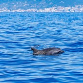 Tutela dei mammiferi marini, ecco il progetto Claps: coinvolte l'Area Marina Protetta Isola di Bergeggi e Menkab
