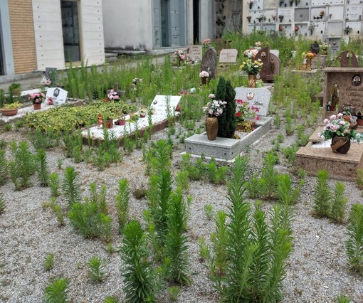 Bologna (Insieme per Carcare): &quot;Degrado nel cimitero, l'erba alta copre le tombe&quot;