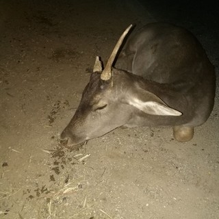 Inizia la caccia al daino. Enpa: &quot;Sparargli si, soccorrerli no&quot;