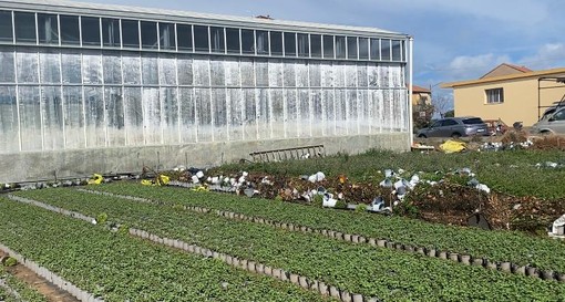 Maltempo ad Albenga, il sindaco Tomatis: &quot;Danni per centinaia di migliaia di euro, la Regione riconosca lo stato di calamità naturale&quot;