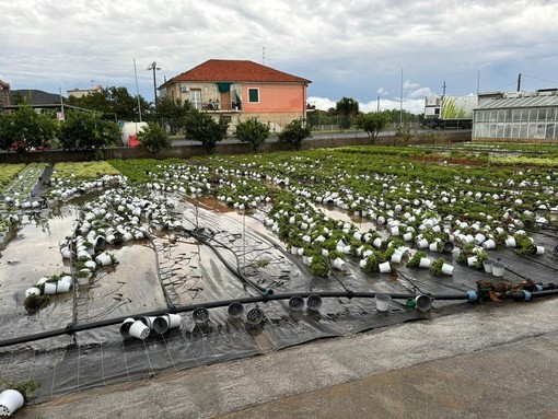 Maltempo, pesantissimi danni all'agricoltura ad Albenga. Cgil e Flai: &quot;Servono interventi immediati a sostegno di lavoratori e aziende&quot;