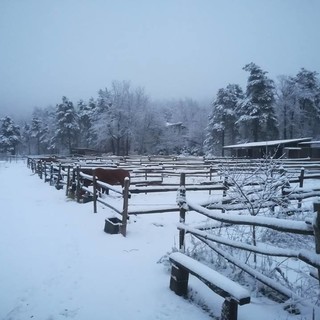 Neve in arrivo: scatta l'allerta gialla in Liguria. Le previsioni di Arpal