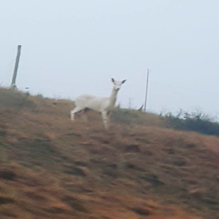 Calizzano, avvistato un daino albino in località 'Gavian' (FOTO)