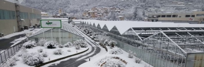 Danni causati dal gelo e dalla neve di inizio marzo all'agricoltura, la procedure di segnalazione