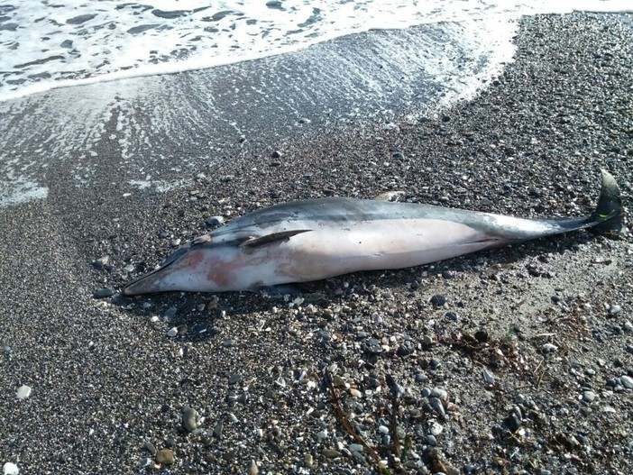 Spiaggiamento dei cetacei fenomeno che si presenta sempre più spesso anche in Provincia di Savona
