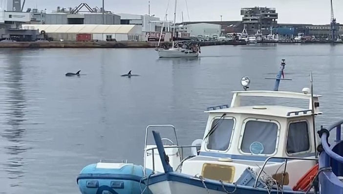 Savona, nuovo avvistamento dei delfini: &quot;la danza&quot; all'interno del porto (VIDEO)