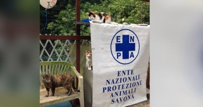 Ladri nella sede dell'Enpa Savona, sfondata la porta: &quot;Siamo amareggiati e sconcertati&quot;